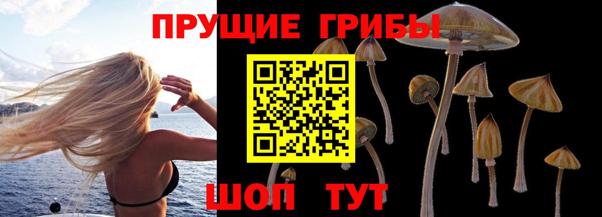 хочу наркоту  Вход с VPN  Ахтубинск  Псилоцибиновые грибы Cubensis 